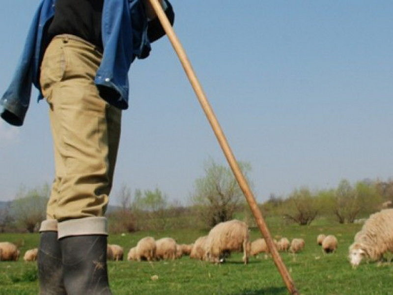 Cinci gălățeni au sechestrat un cioban și i-au furat telefonul