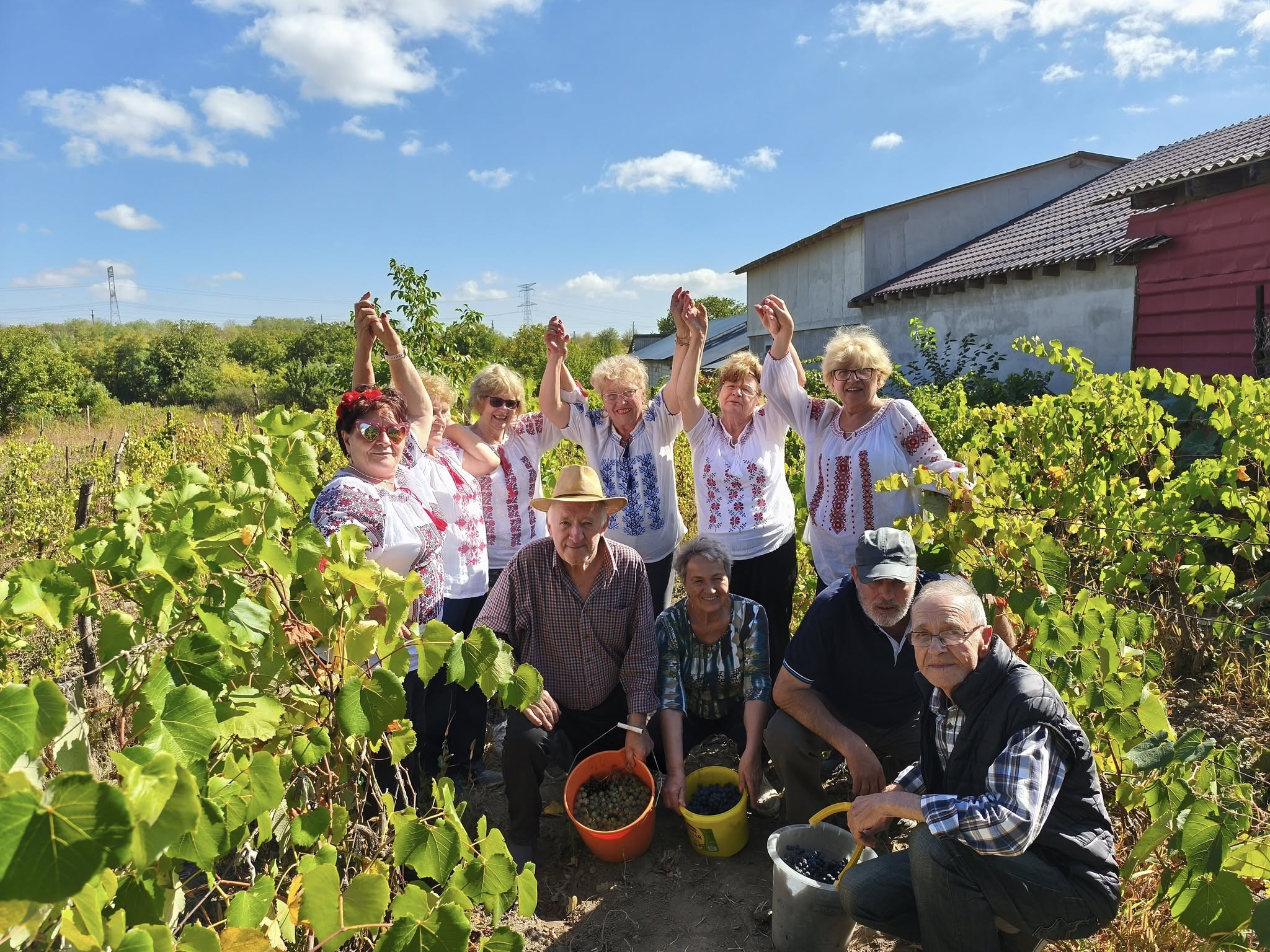 Pensionarii gălățeni, voluntari la culesul de struguri (FOTO)