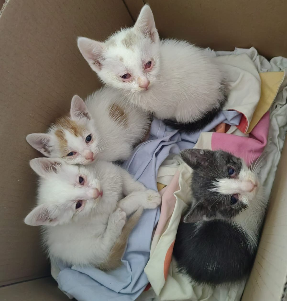 Poza zilei: Pufoşenii salvate de la gunoi, caută stăpân