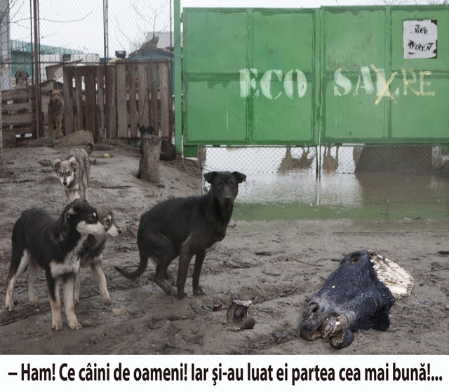 Şi caii se împut, nu-i aşa?