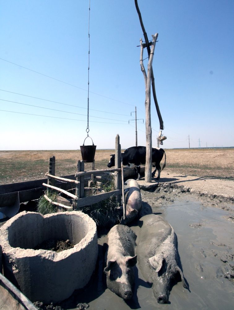 Păziţi-vă animalele de caniculă! Sfaturile medicilor veterinari