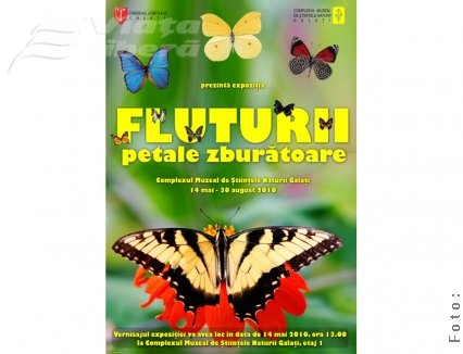 „Fluturii, petale zburătoare”