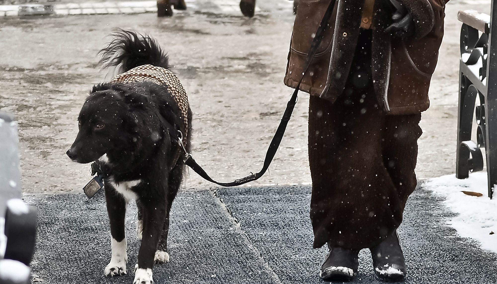 TINERII ȘI ORAȘUL | În aşteptarea civilizaţiei. Când vom avea destule spaţii destinate animalelor de companie?