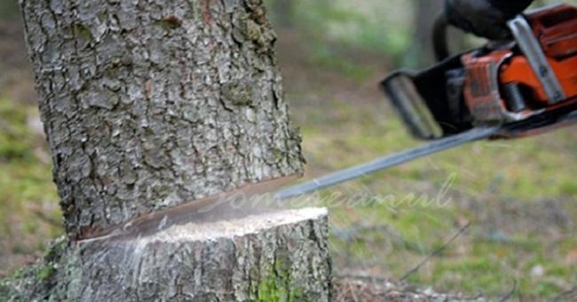 Anchetat după ce a furat arbori