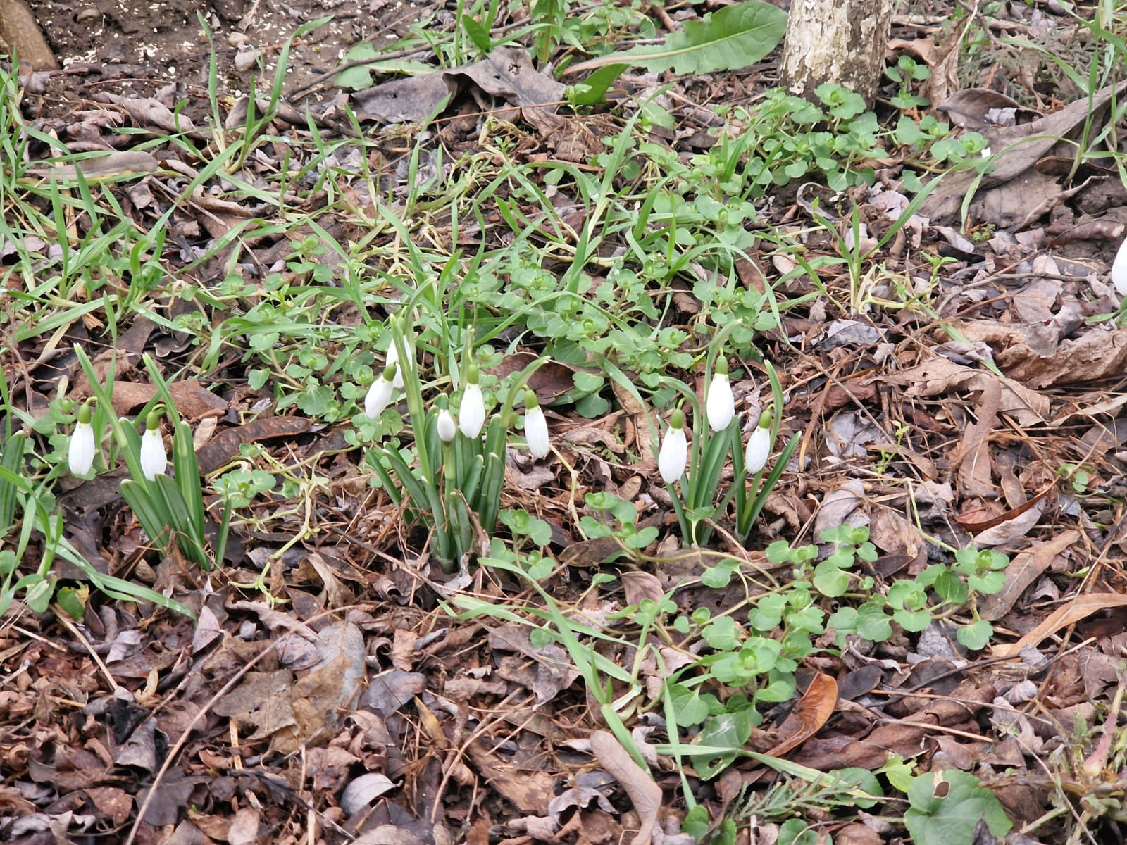 Primăvara asta totuşi...