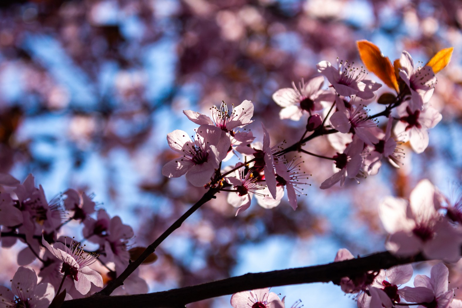 Prognoza meteo pentru următoarele patru săptămâni