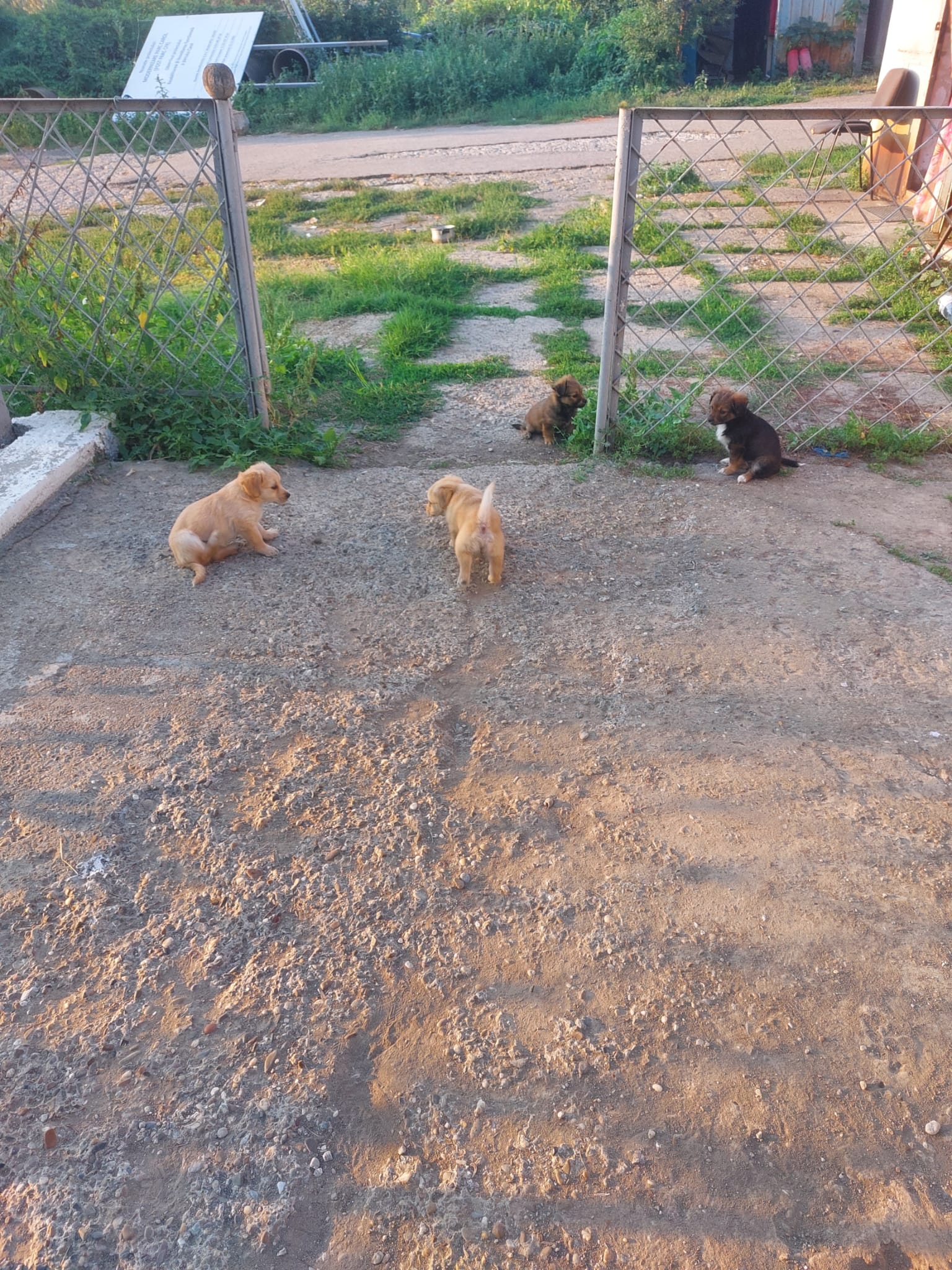 Căței abandonați la poarta Ecosal