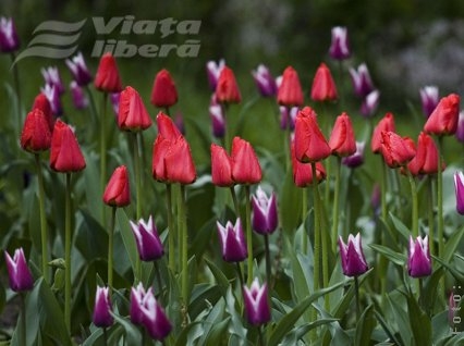 Nesimţire în floare