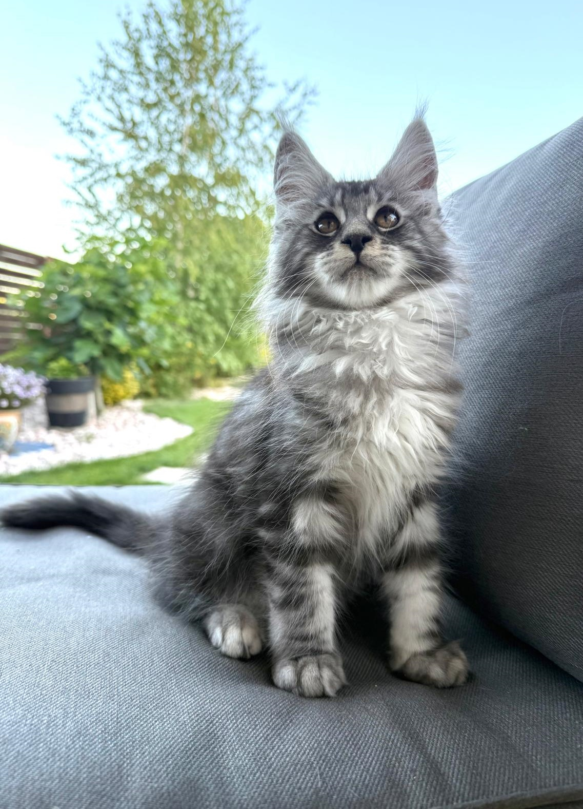 Invitaţie la "Marea pisiceală"