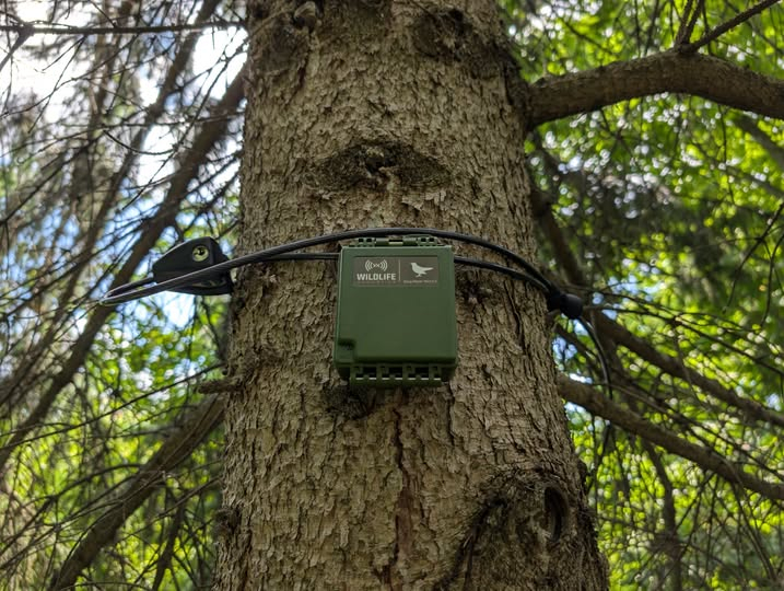 Dispozitiv modern pentru „ascultarea” naturii, în Grădina Botanică