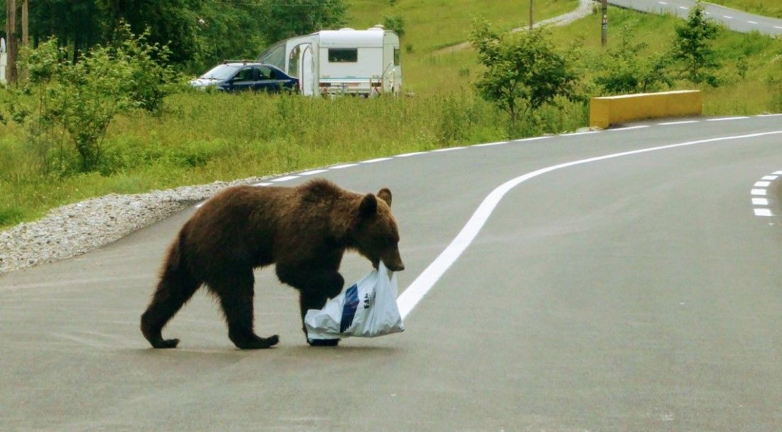 43 de urși din județul Mureș vor fi „recoltați”
