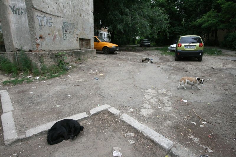 GALERIE FOTO / Mai mulţi câini, mai multă mizerie şi mai multe gropi în Micro 39 B