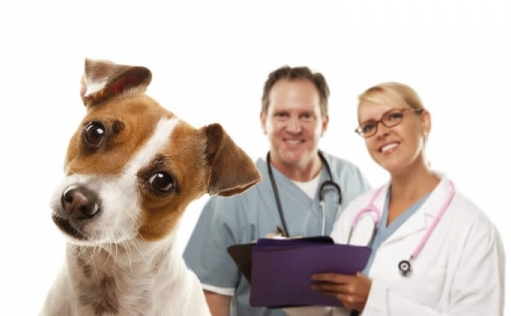 În atenţia iubitorilor de animale: Campanie de sterilizare gratuită