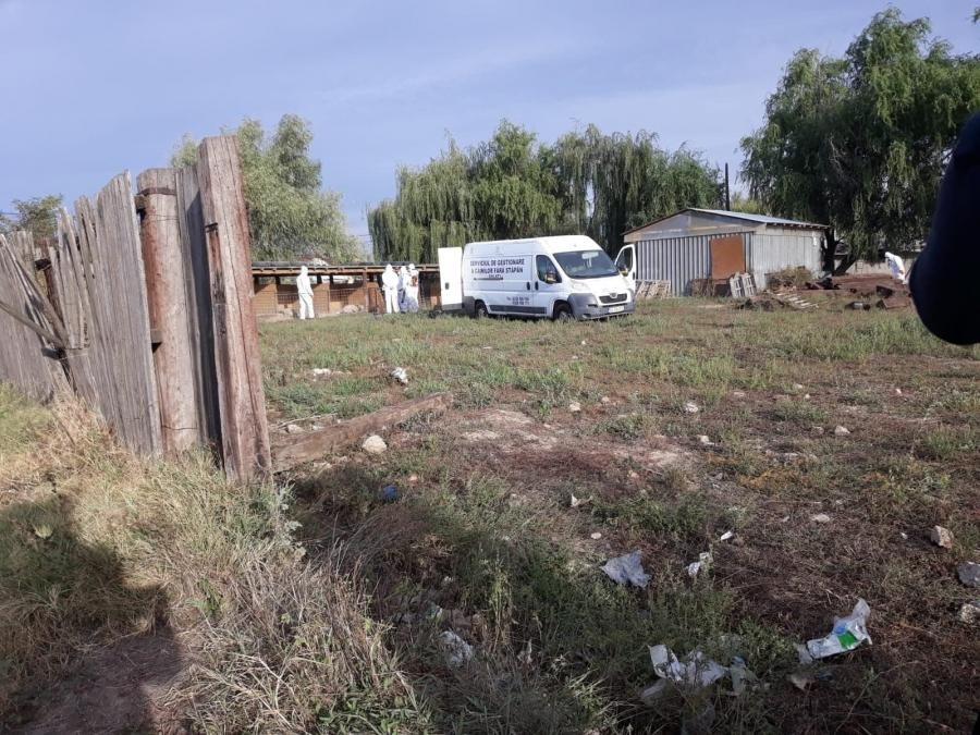 Măsuri de protecţie în oraşul Galați, din cauza pestei porcine