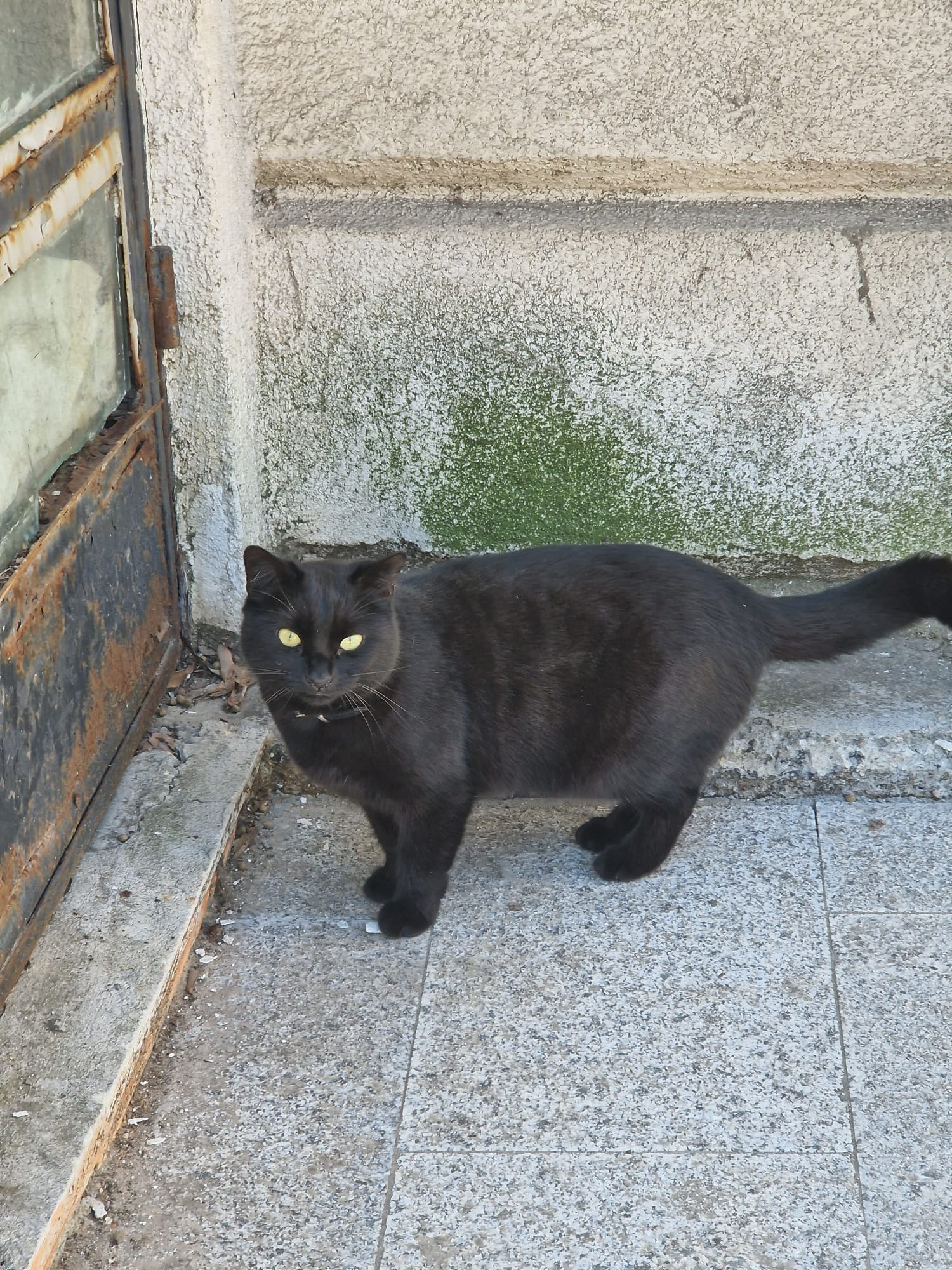 Poza zilei. Ceasul rău, pisica neagră