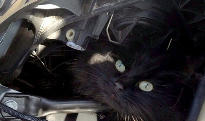 O altfel de VICTIMĂ a FRIGULUI. O pisică a fost scoasă cu DESCARCERAREA dintr-o maşină