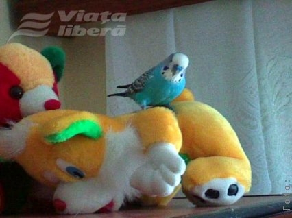 O descalificare şi un nou câştigător: papagalul luptător