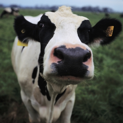 Bani pentru producătorii de lapte, prin intermediul APIA