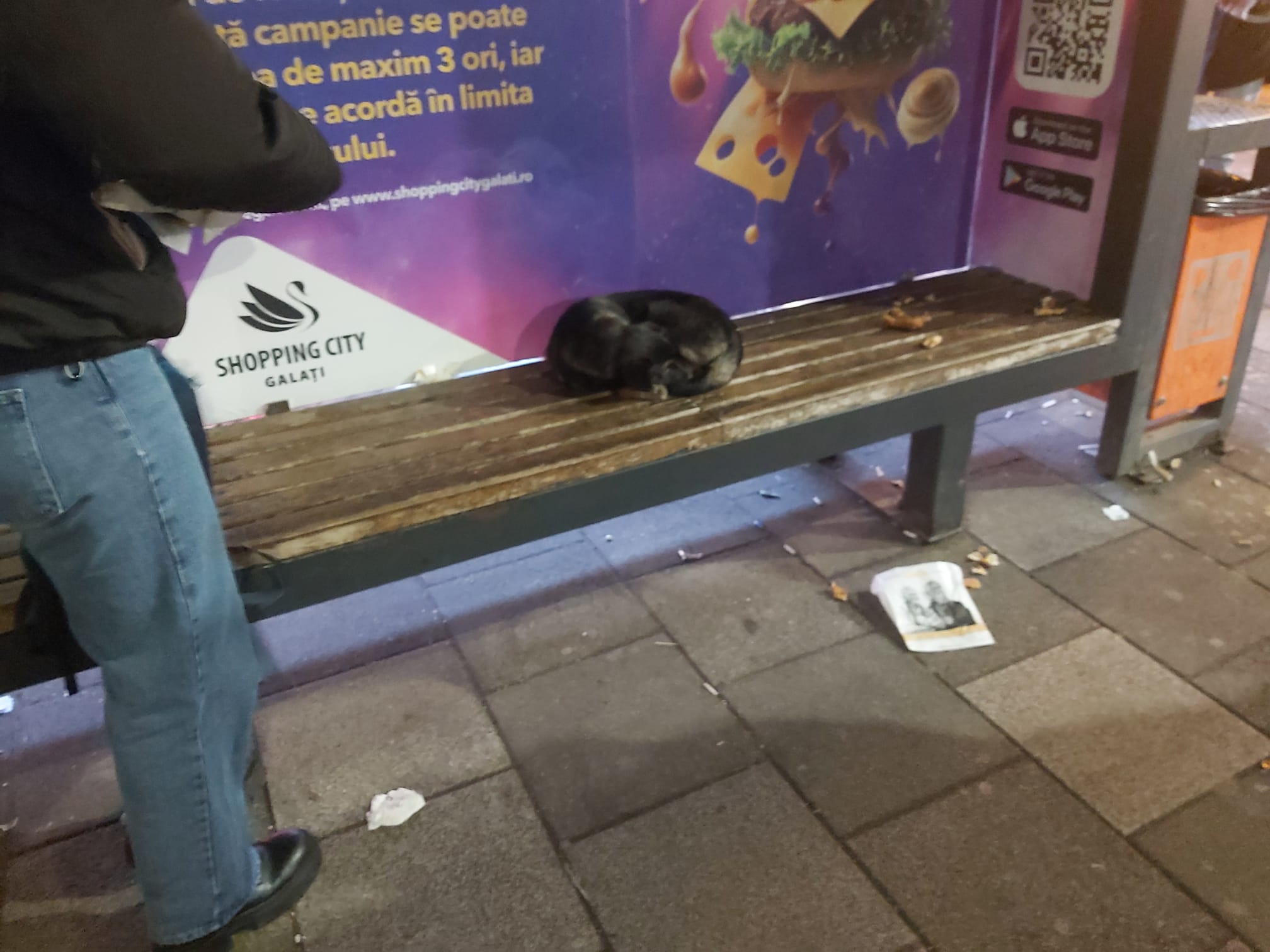 Poza zilei. Tristeţea unui pui al străzii