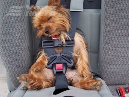 Votaţi cu centura de siguranţă!