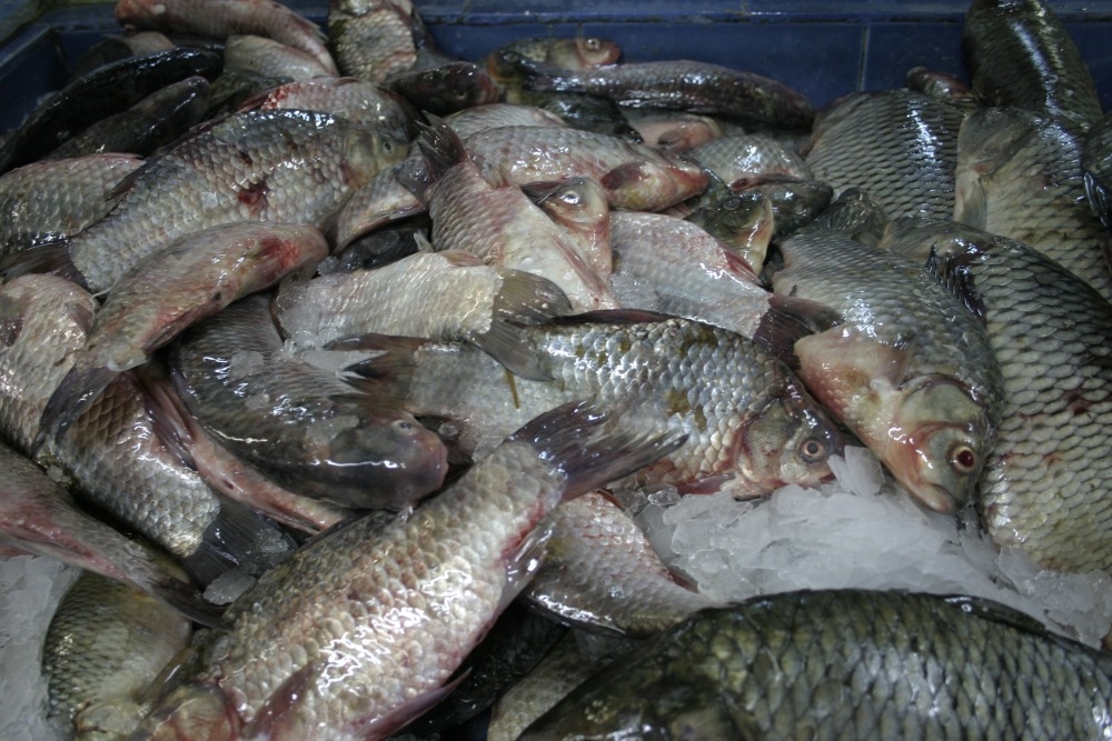 Peşte scump, cozi şi sudălmi