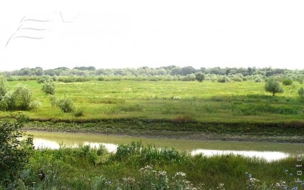 Înotul prin Prut - pe o sigură bandă 