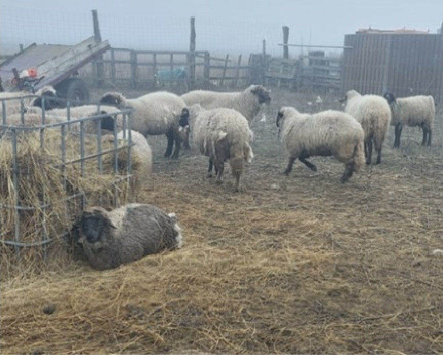 Oi omorâte de câini vagabonzi