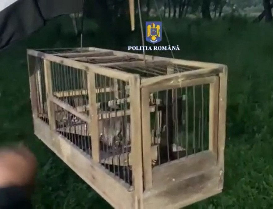 Braconaj de sticleți, interceptat de polițiști (VIDEO)