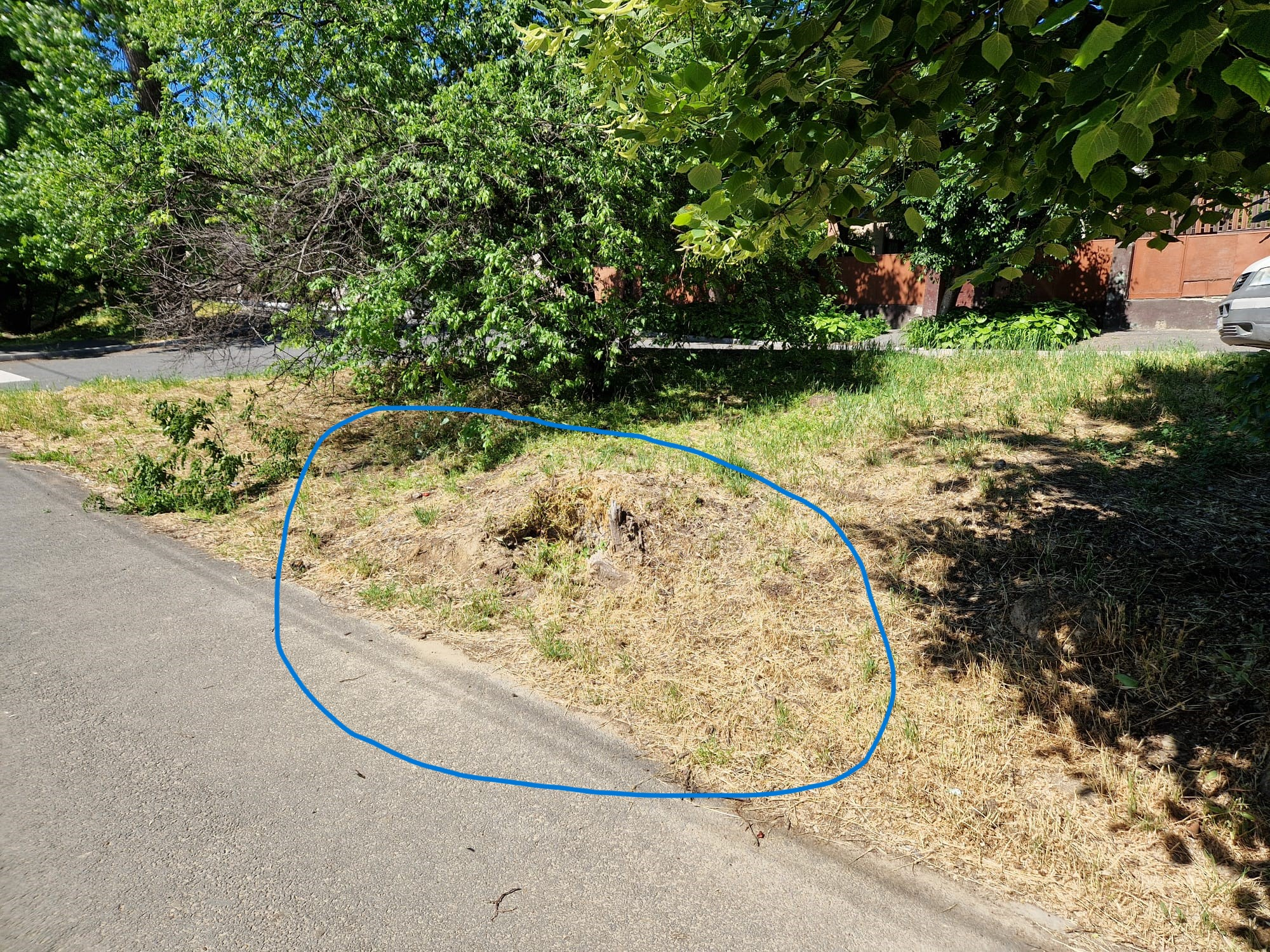 Atenţie! Cuib de viespi uriaşe pe strada Brăilei (video)