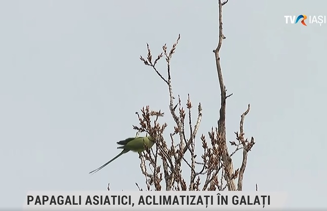Papagalii de Galaţi fac spectacol la ştirile TVR