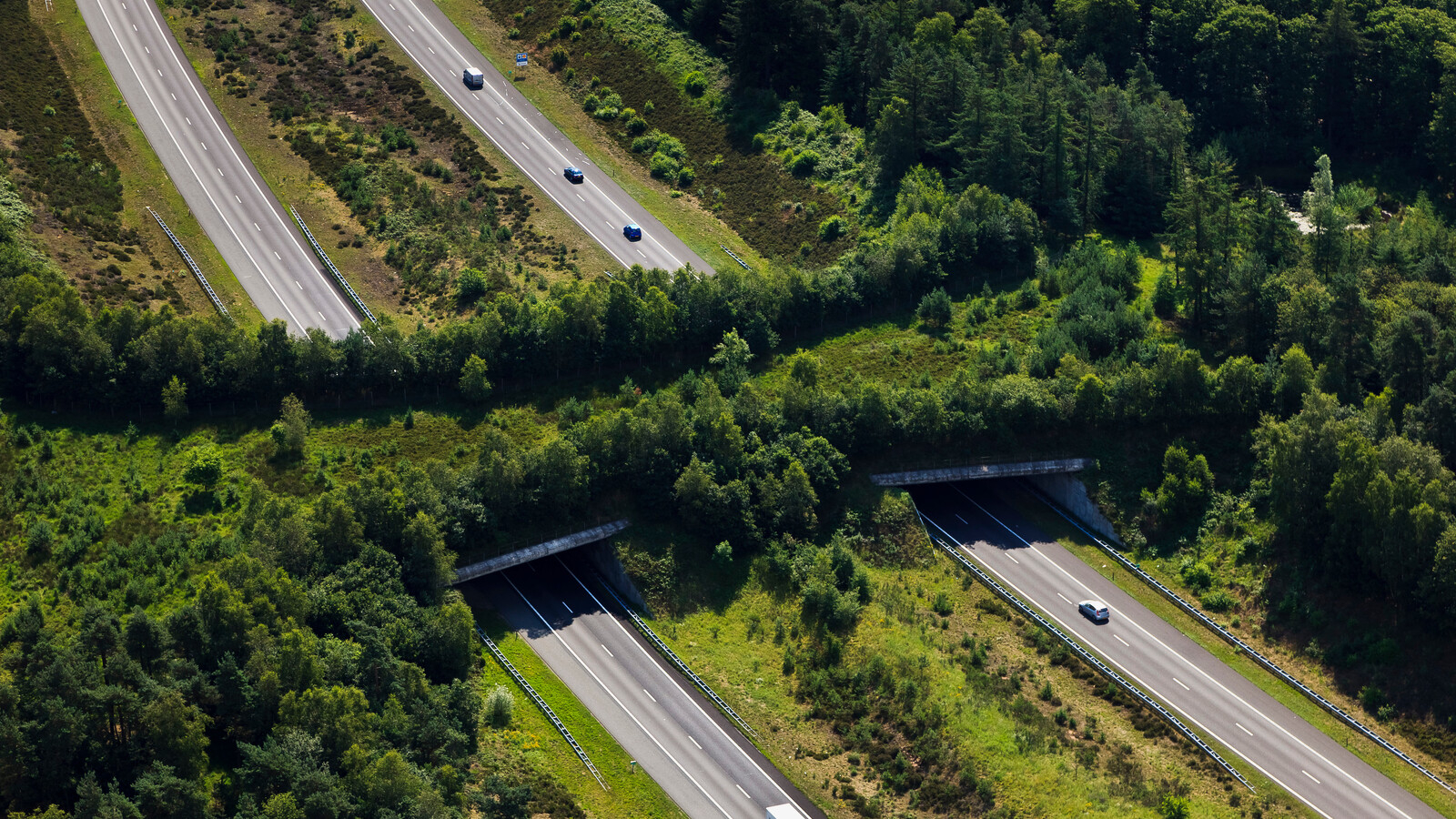 Pod pentru animalele sălbatice din munți
