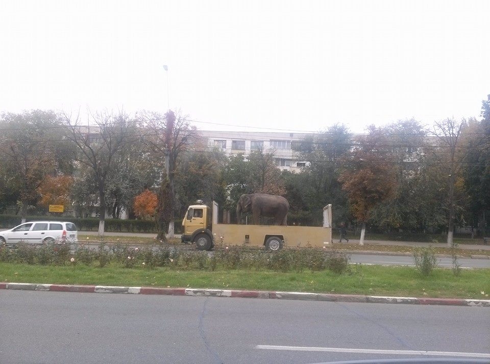 Cu elefantul prin Galaţi. Iată cum este transportat un animal de la circ