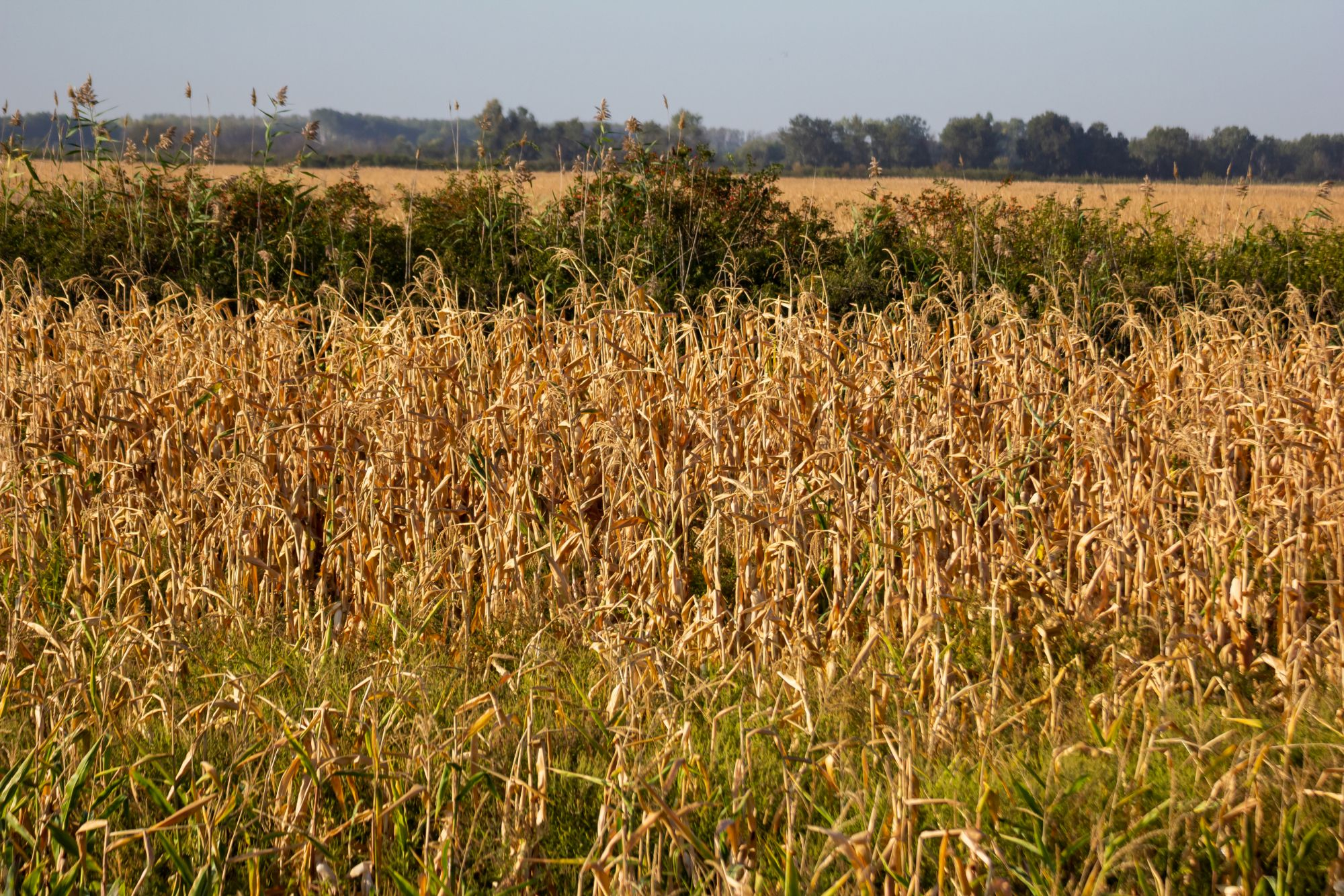 Agricultura, condamnată din cauza promisiunilor politice încălcate