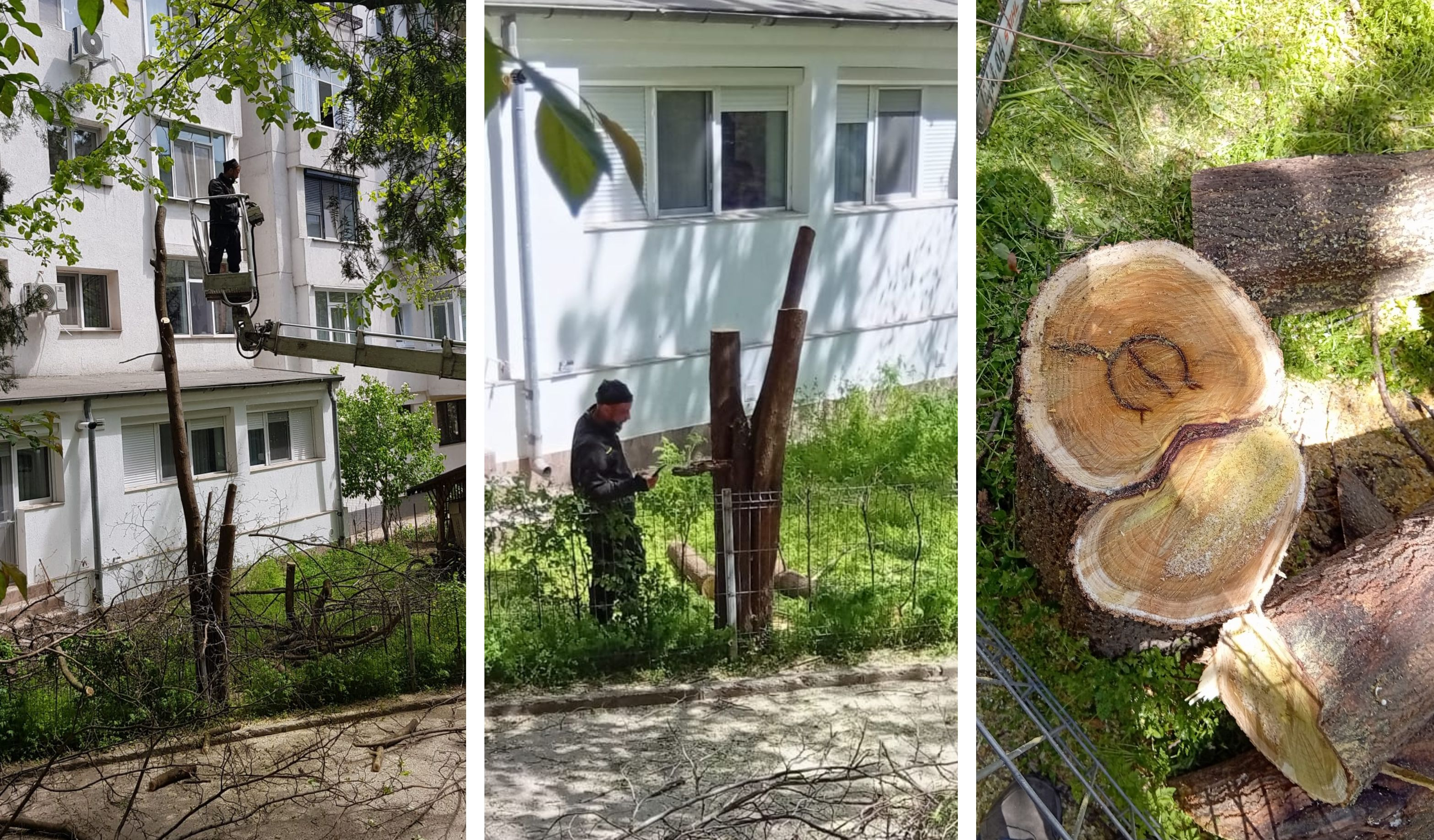 Poza zilei. „Toaletat” pân-a rămas... o cioată
