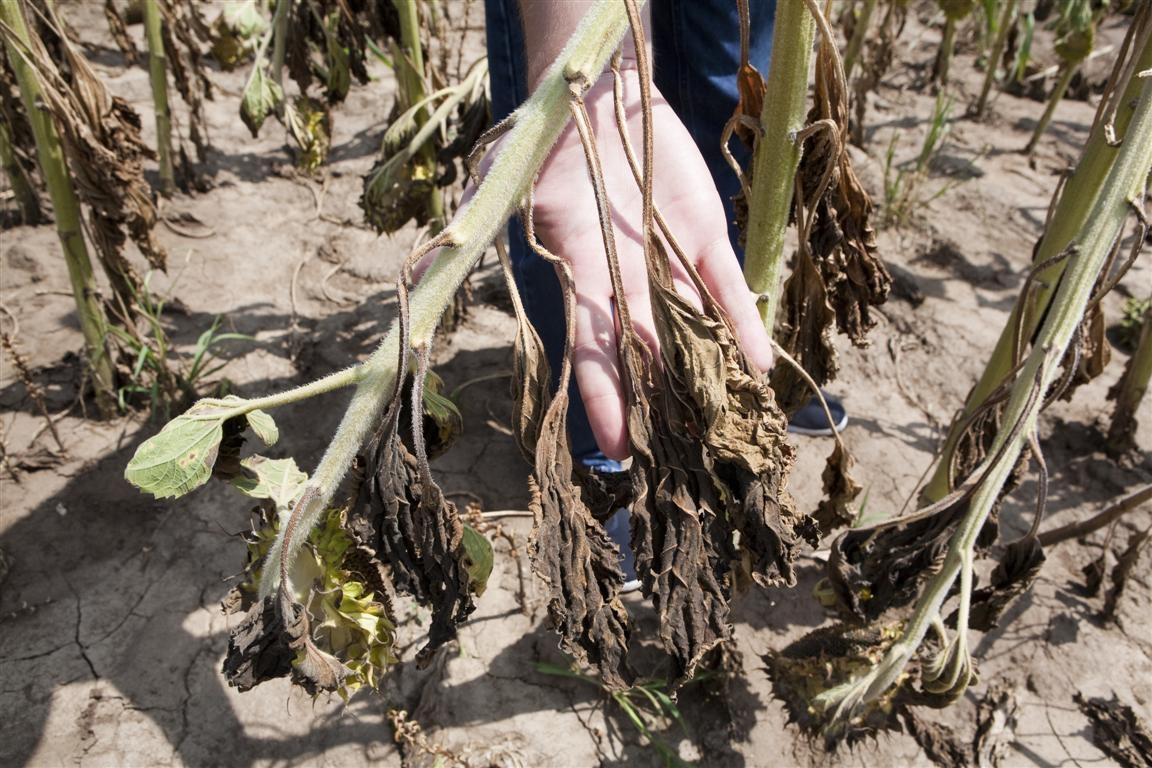 Guvernul cunoaşte problemele agricultorilor