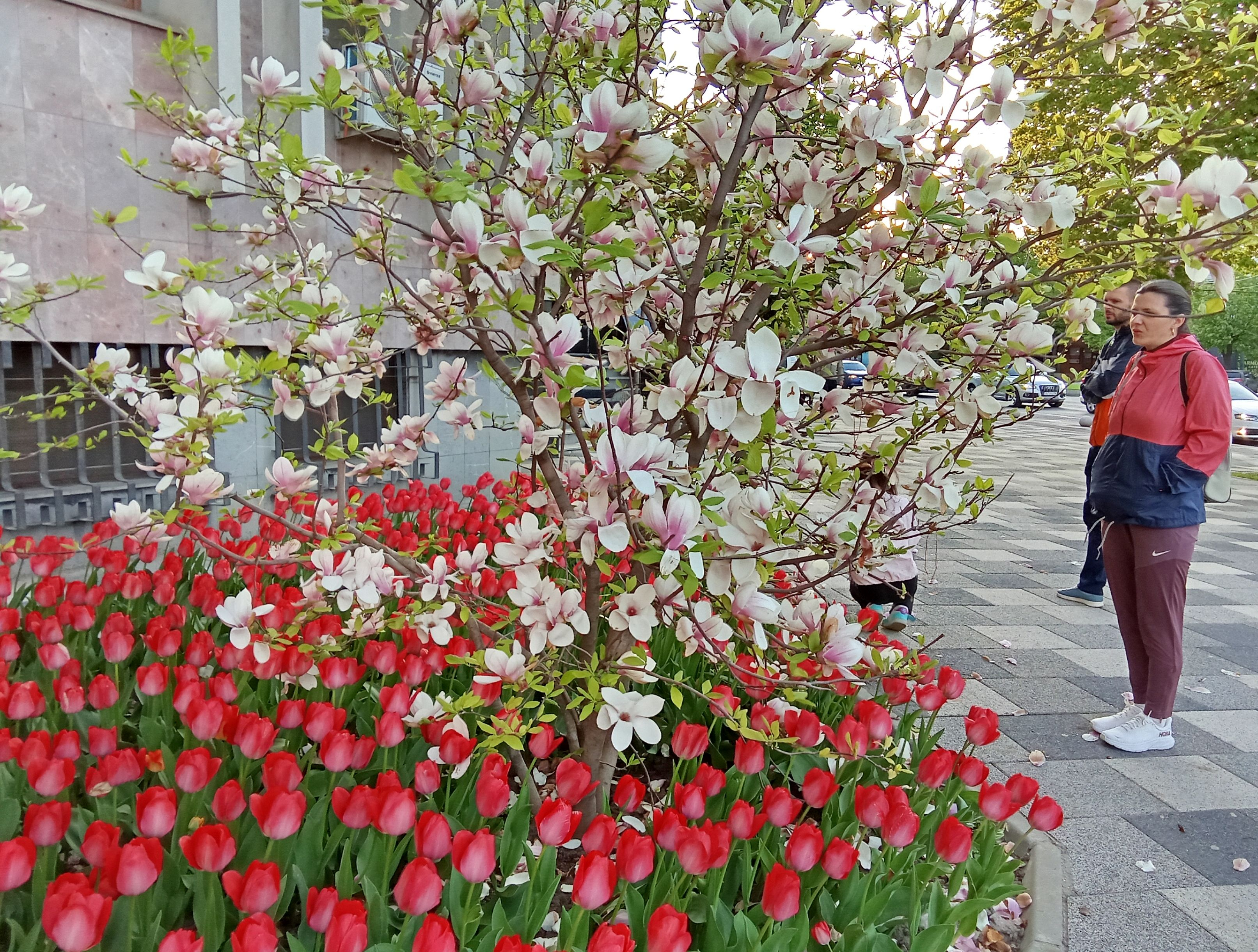 Poza zilei. Spectacol floral în coasta Justiţiei gălăţene