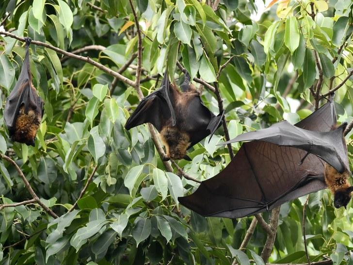 Virus letal, cu ”potenţial epidemic grav”