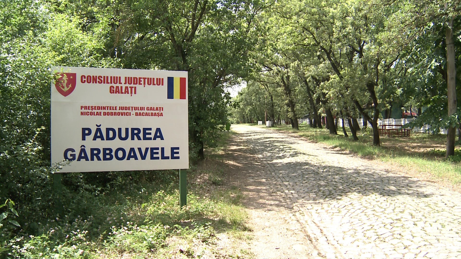 Tăieri ilegale, amenzi și investiții în regenerarea pădurilor din Galaţi