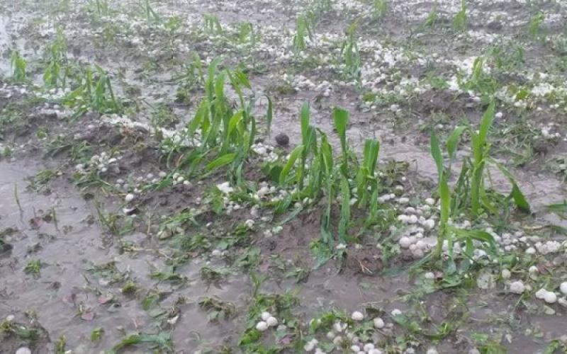 Culturi afectate de inundații și de grindină