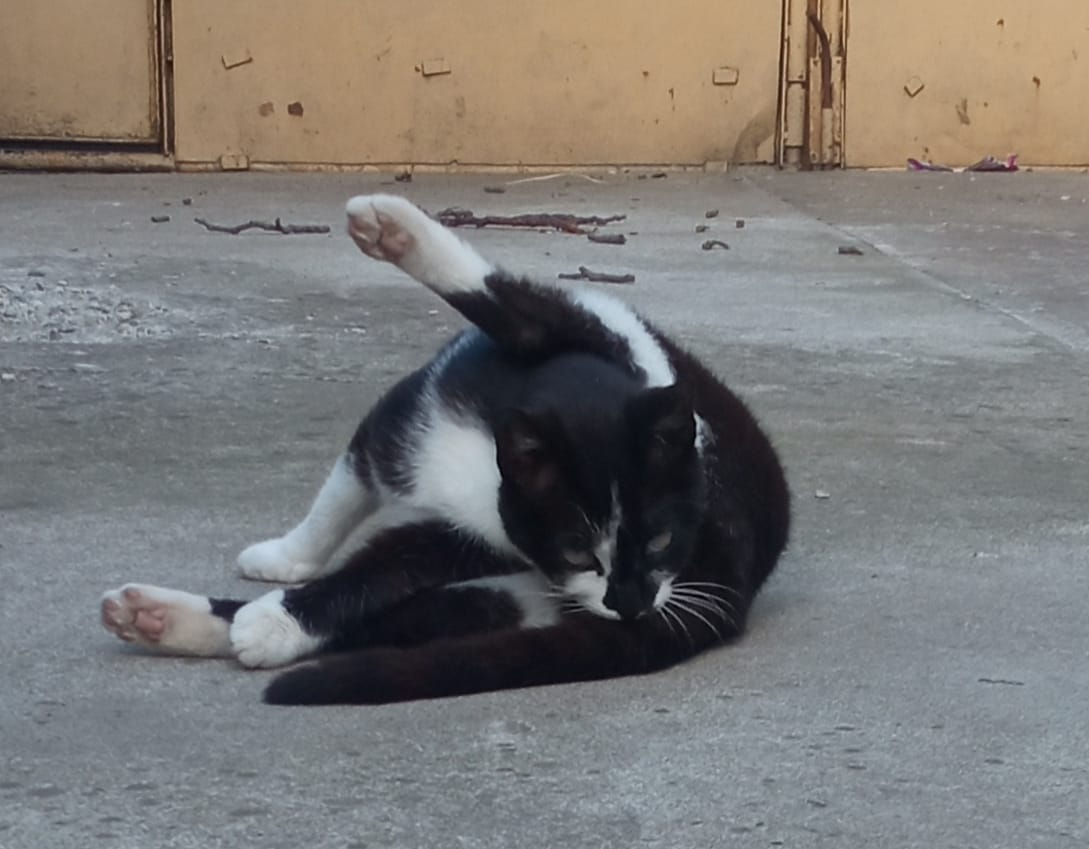 Poza zilei. Pisica Zen: Ghidul tău spre iluminare