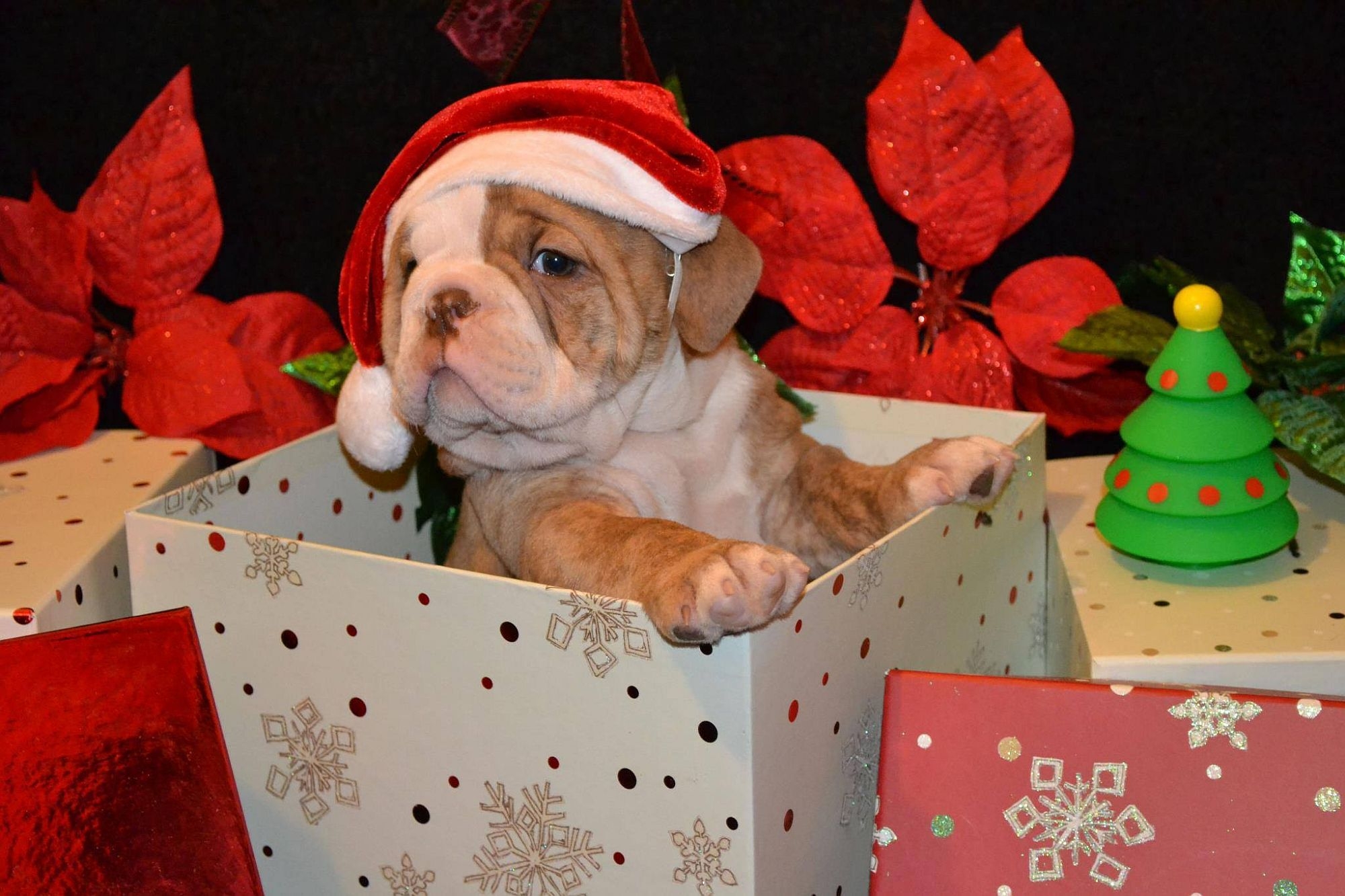 ȘCOALA IUBITORILOR DE ANIMALE | Cum te influenţează prietenul necuvântător (V)