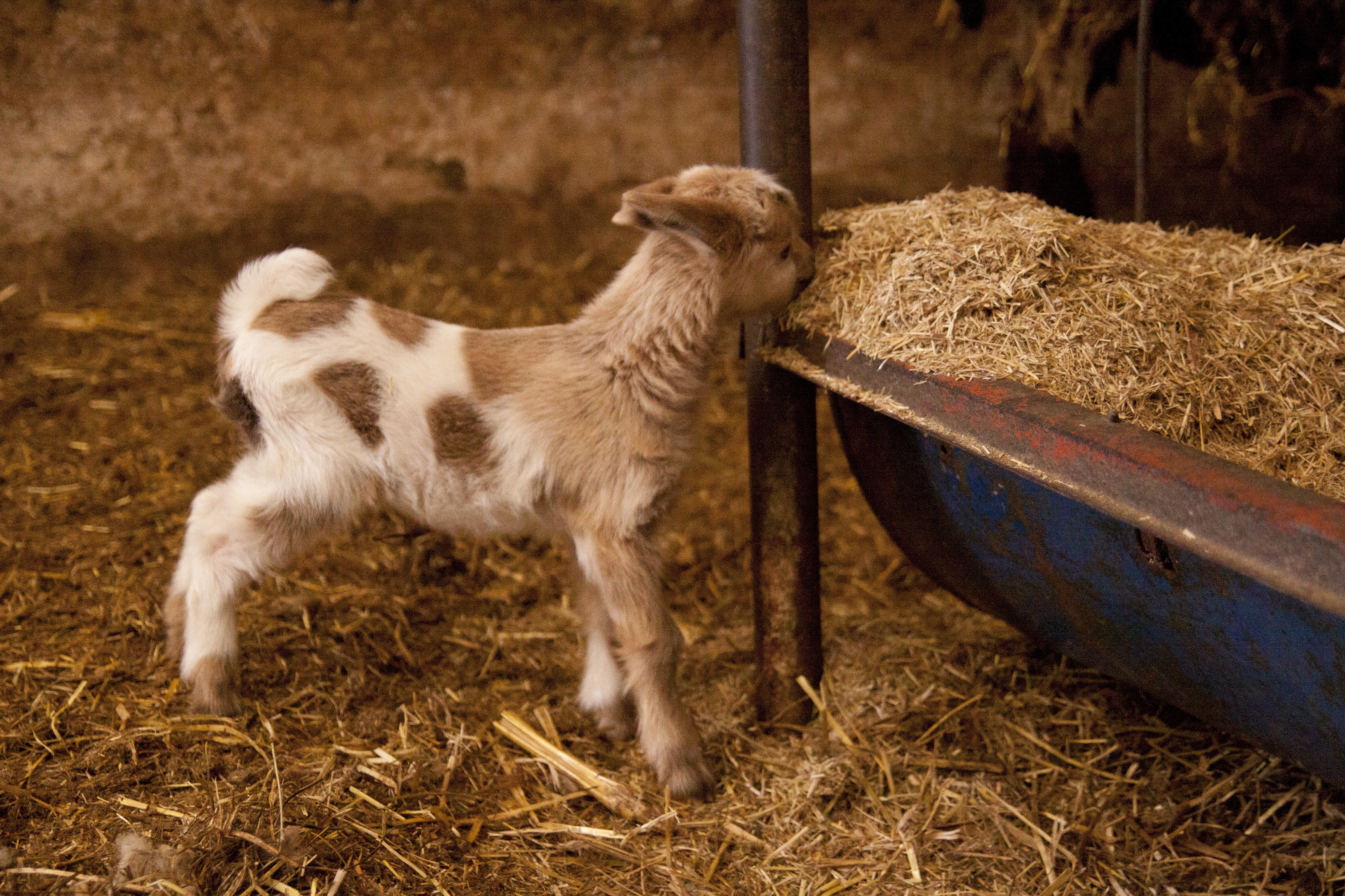 Câţi MIEI sunt sacrificaţi la singurul ABATOR AUTORIZAT din judeţul Galaţi