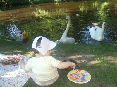 În timp ce noi avem MAIDANEZI, nemţii au iepuri, raţe şi gâşte urbane