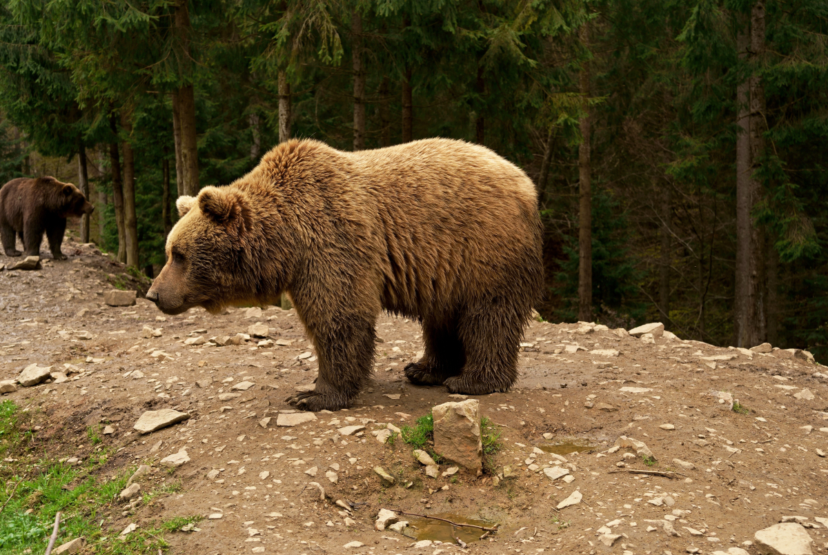 Motociclist muşcat de urs