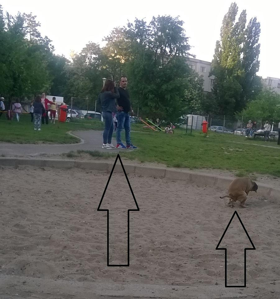 Nesimţirea stăpânilor de câini, combătută cu AMENZI