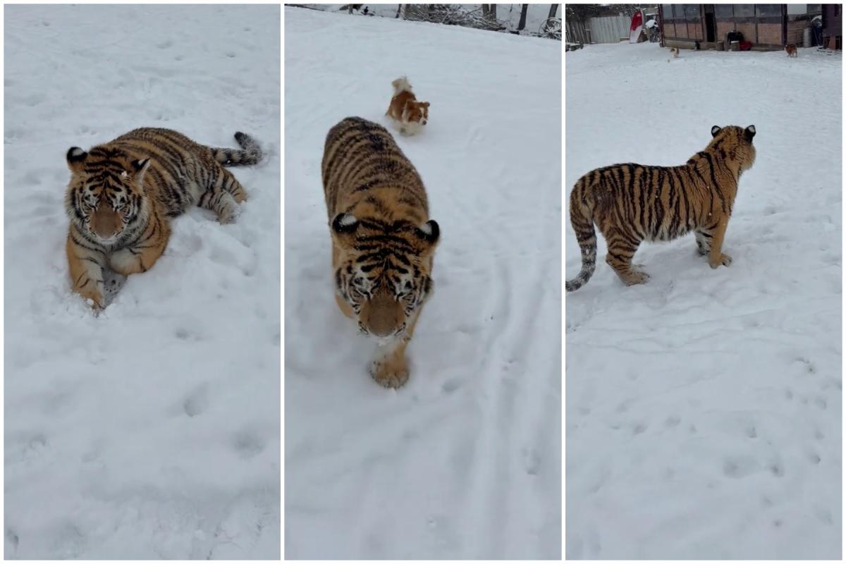 Menajerie ilegală cu tigri, cerbi şi mufloni