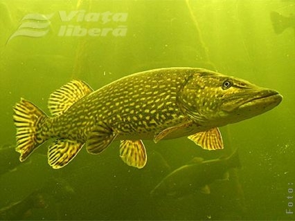 La ştiucă, în Deltă