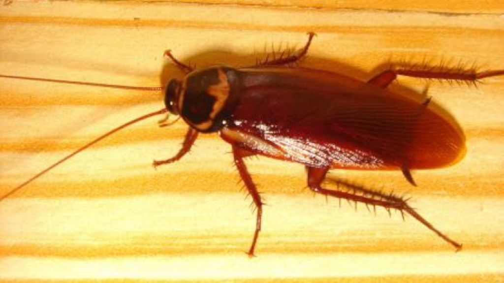 Ce BOLI pot provoca gândacii de bucătărie