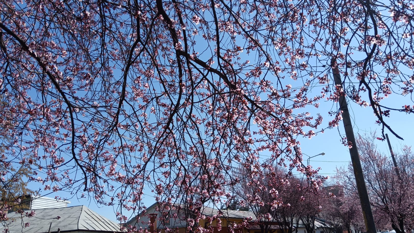 Sakura de Războieni se întoarce, exact la timp pentru o plimbare de weekend (FOTO)