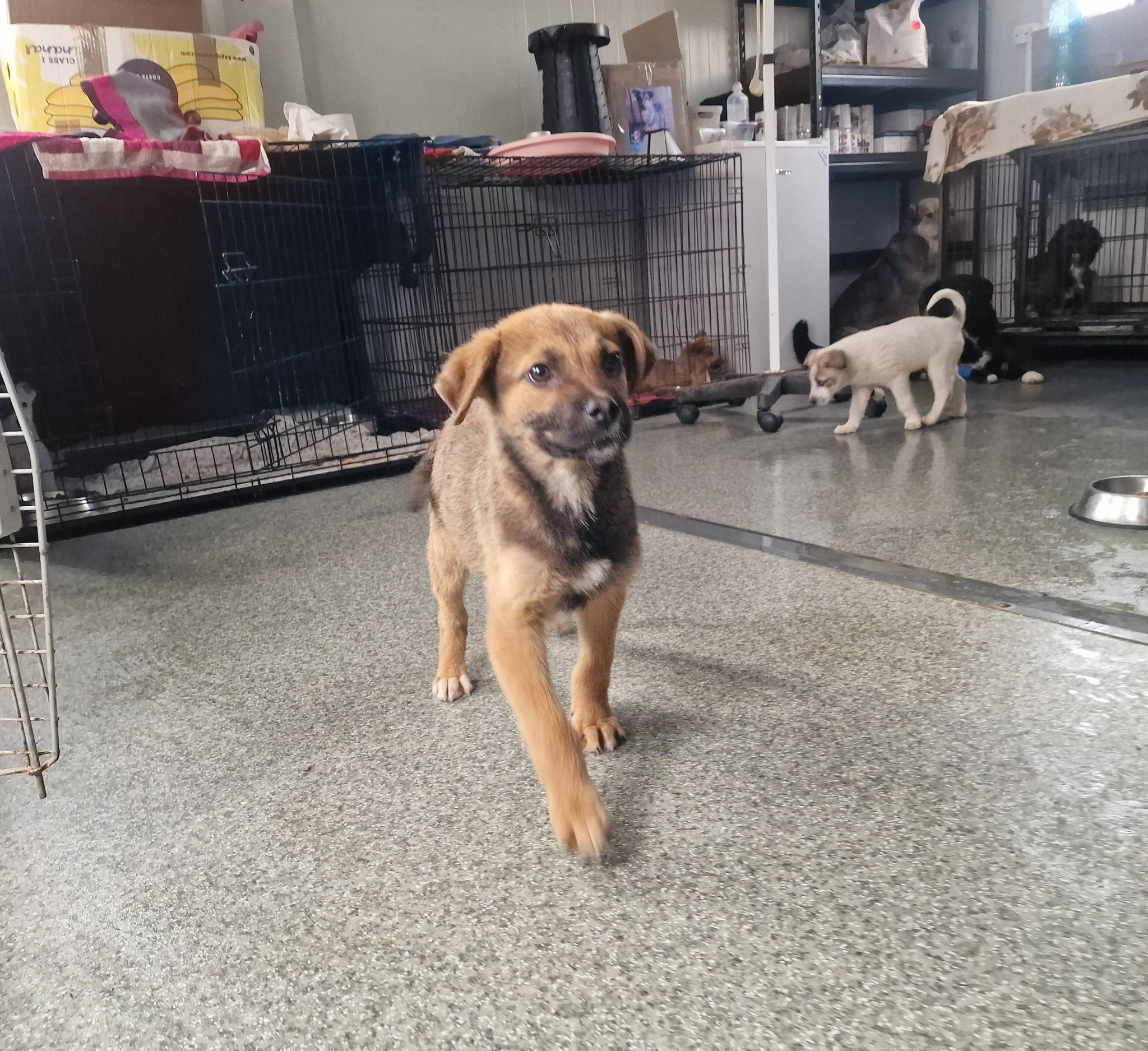 Salvat din gunoi, Dino îşi caută o casă. Şcoala iubitorilor de animale